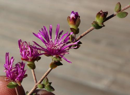 Drosanthemum parvifolium (Drosanthemum parvifolium)
