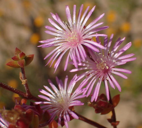 Drosanthemum parvifolium (Drosanthemum parvifolium)