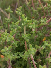 Drosanthemum parvifolium (Drosanthemum parvifolium)