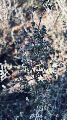 Drosanthemum parvifolium (Drosanthemum parvifolium)