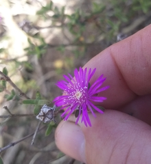Drosanthemum parvifolium (Drosanthemum parvifolium)
