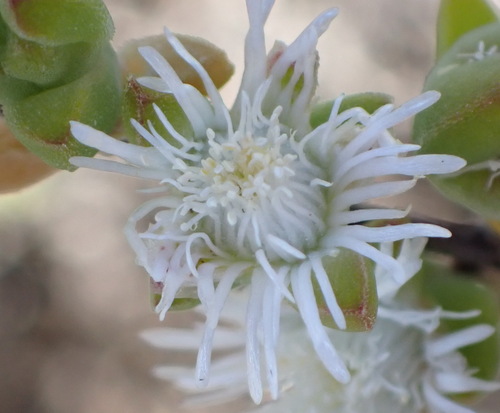 Drosanthemum praecultum (Drosanthemum praecultum)
