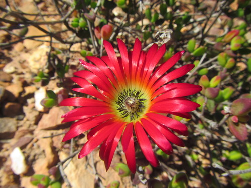 Royal dewflower (Drosanthemum speciosum)