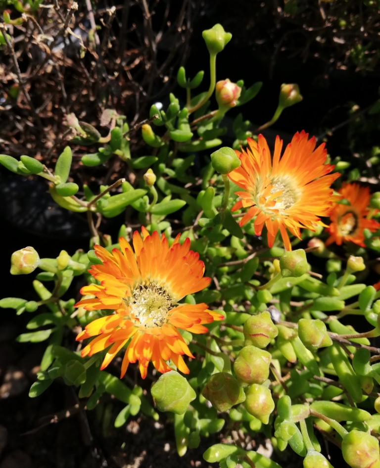 Royal dewflower: Drosanthemum speciosum