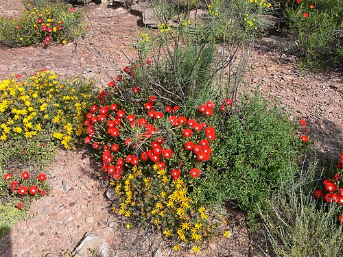 Royal dewflower: Worcester-Robertson vygie, Red ice-plant, Berg vygie ( Drosanthemum speciosum (Haw.) Schwantes) on the street between Robertson and Worchester, Western Cape, So