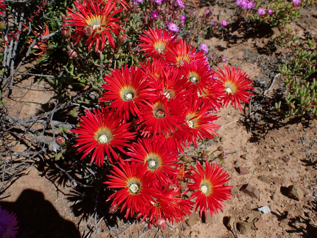 Royal dewflower (Drosanthemum speciosum)
