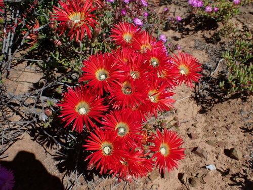 Royal dewflower