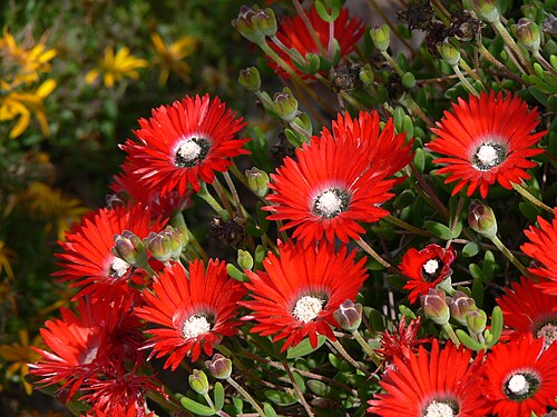 Royal dewflower: Worcester-Robertson vygie, Red ice-plant, Berg vygie ( Drosanthemum speciosum (Haw.) Schwantes) beside the R60 route between Robertson and Worcester , Western C