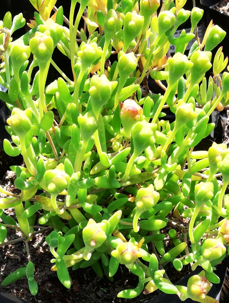 Royal dewflower: Drosanthemum speciosum