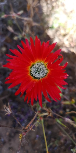 Royal dewflower (Drosanthemum speciosum)