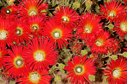 Royal dewflower: Drosanthemum speciosum , flowers; karroid vegetation, between Robertson and Eilandia (Rooiberg), Western Cape, South Africa