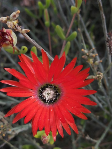 Royal dewflower (Drosanthemum speciosum)