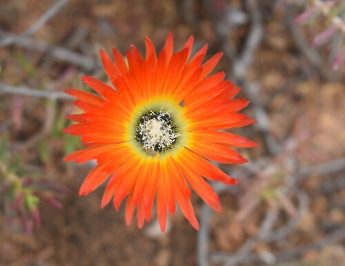 Royal dewflower (Drosanthemum speciosum)