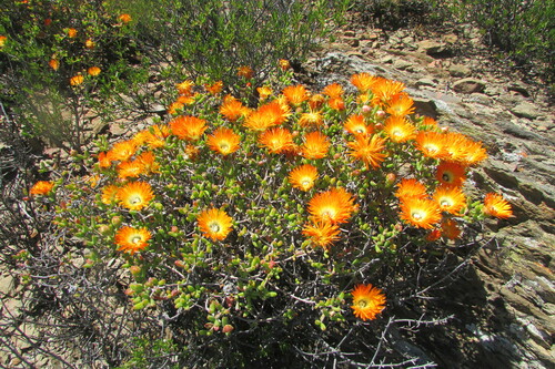 Royal dewflower (Drosanthemum speciosum)