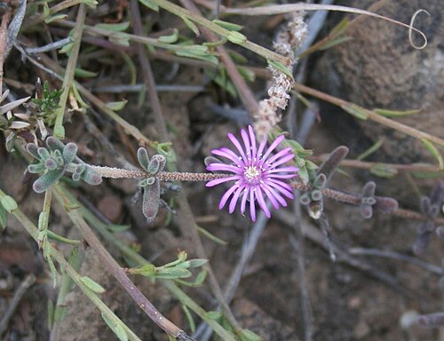 Drosanthemum vandermerwei: Drosanthemum vandermerwei