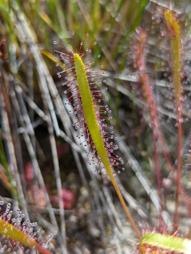 Great sundew (Drosera anglica)