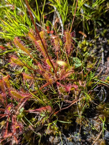 Great sundew (Drosera anglica)