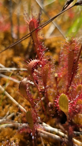 Great sundew (Drosera anglica)