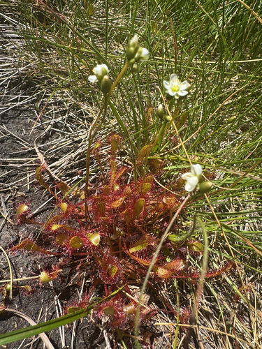Great sundew (Drosera anglica)