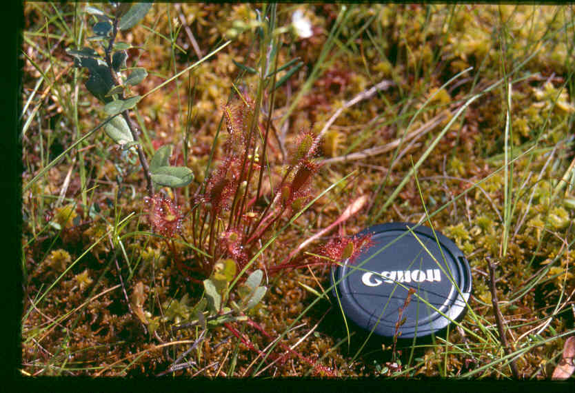 Great sundew: Drosera_anglica_3-eheep