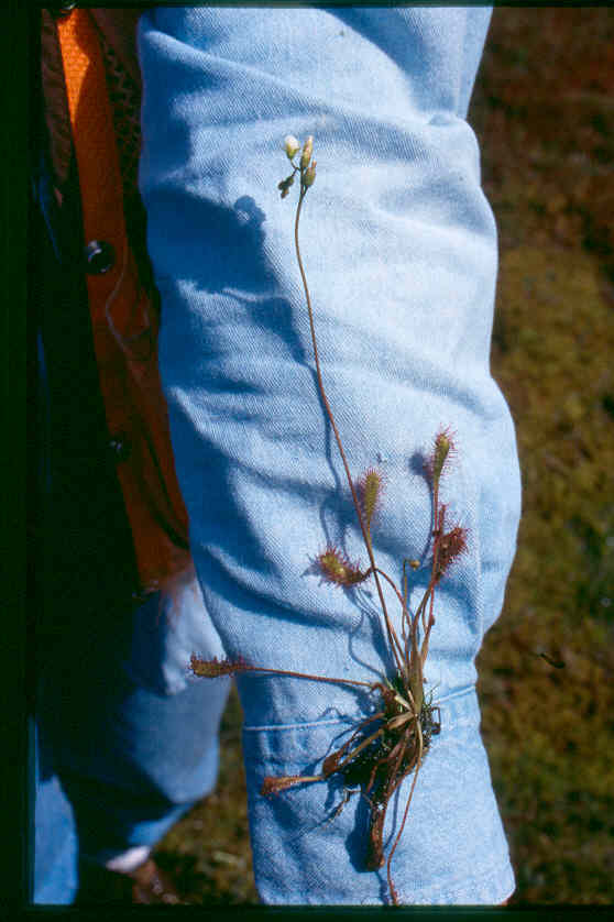Great sundew: Drosera_anglica_5-eheep