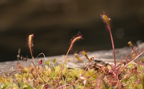 Great sundew (Drosera anglica)