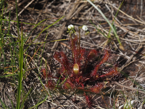 Great sundew (Drosera anglica)