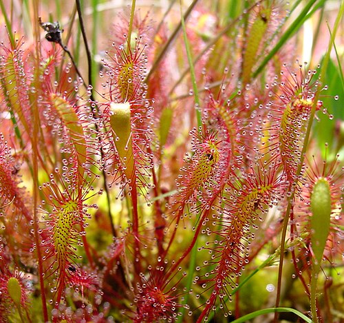 Great sundew: Description: Carnivorous leaves of Drosera anglica . Photo taken by: Noah Elhardt