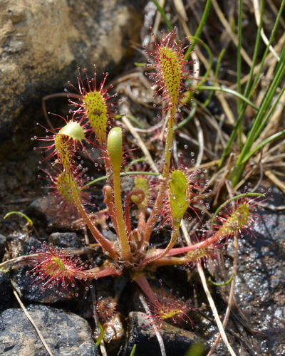 Great sundew (Drosera anglica)