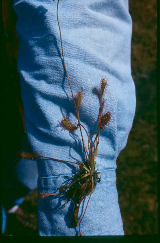 Great sundew: Drosera_anglica_4-eheep