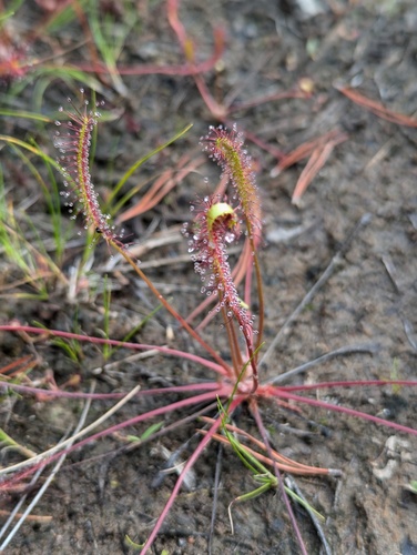 Great sundew (Drosera anglica)