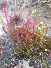 Fork-leaved sundew (Drosera binata)