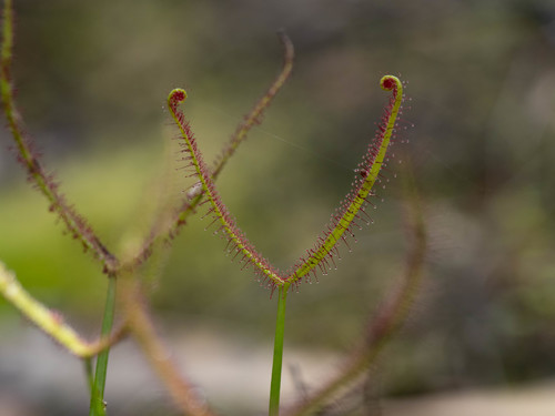Fork-leaved sundew (Drosera binata)
