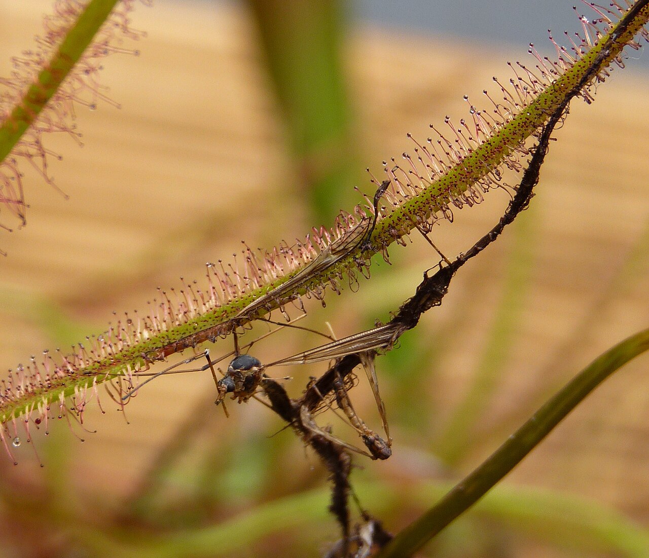 Fork-leaved sundew: Drosera binata . Carnivorous plants exhibition in Botanical garden Brno (2010).