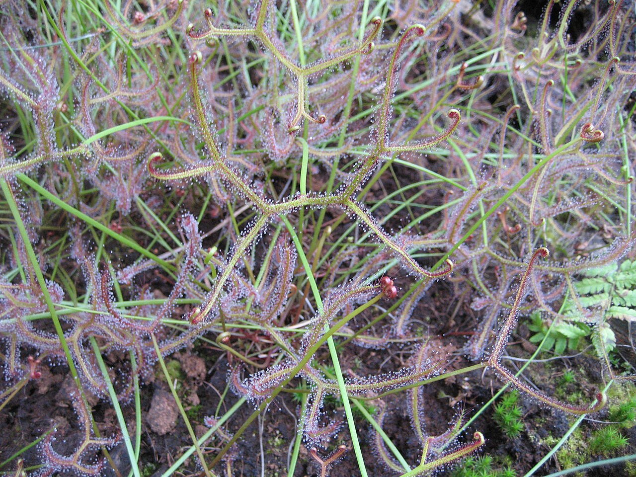Fork-leaved sundew: Drosera binata - Blatt - Bot. Garten Berlin Dahlem