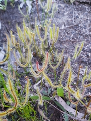 Fork-leaved sundew (Drosera binata)
