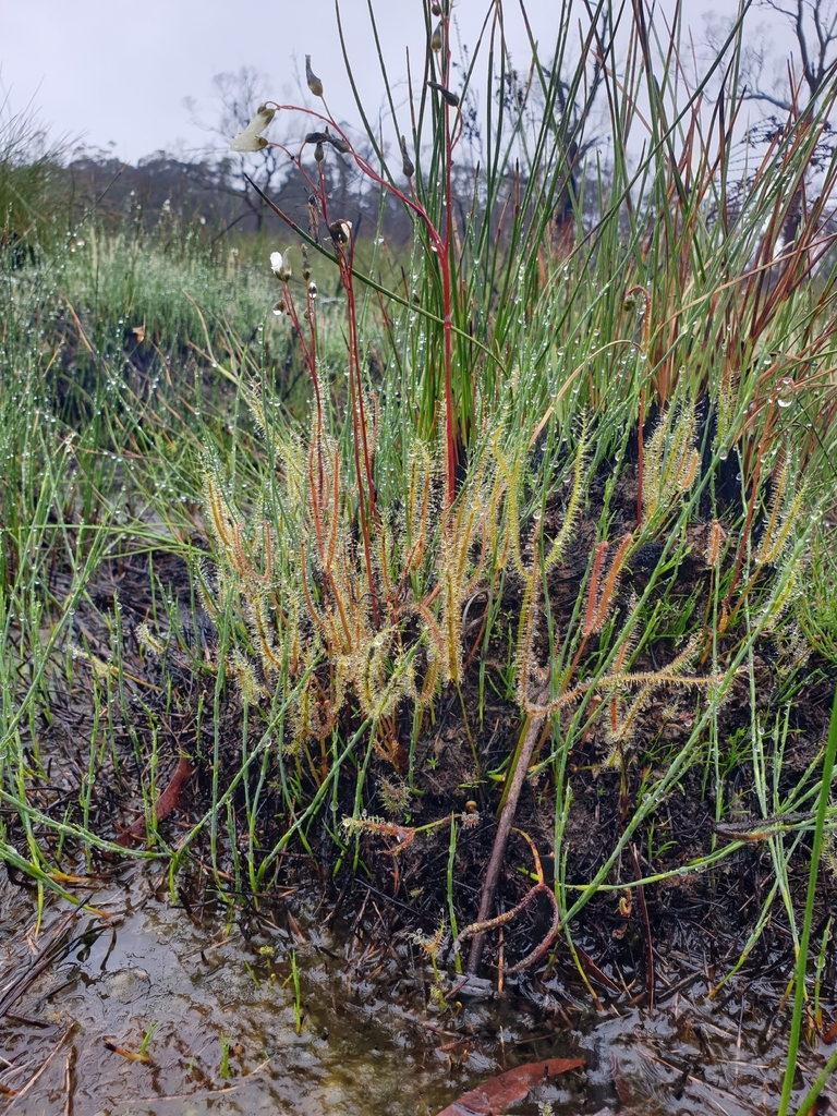 Fork-leaved sundew (Drosera binata)