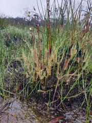 Fork-leaved sundew (Drosera binata)