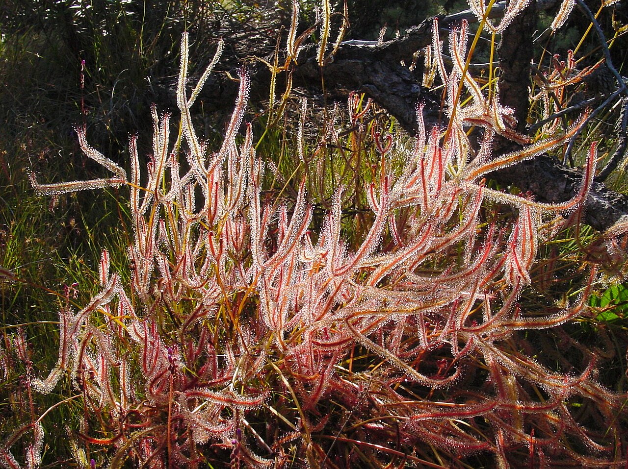 Fork-leaved sundew: Description: Drosera binata Photo taken by: Noah Elhardt