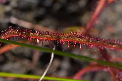 Fork-leaved sundew (Drosera binata)