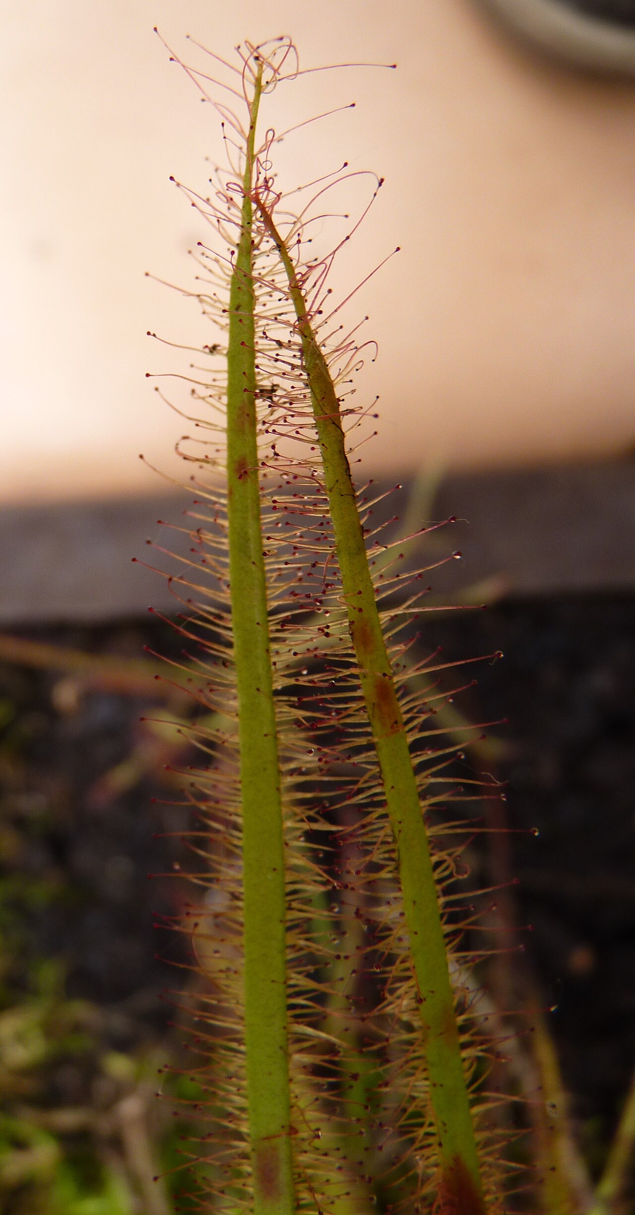 Fork-leaved sundew: Drosera binata - leaves and tentacles (glandular trichoms). Carnivorous plants exhibition in Botanical garden Brno (2010).