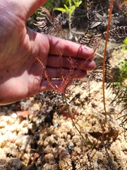 Fork-leaved sundew (Drosera binata)