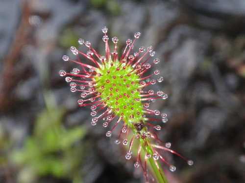 Spoonleaf sundew (Drosera intermedia)