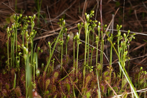 Spoonleaf sundew (Drosera intermedia)