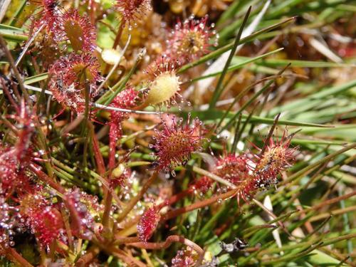 Spoonleaf sundew (Drosera intermedia)