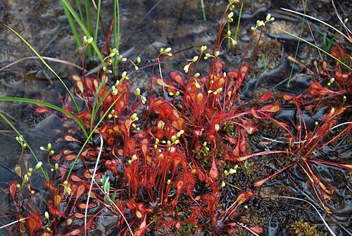 Spoonleaf sundew: Drosera intermedia in Norway