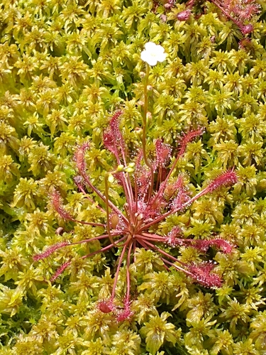 Spoonleaf sundew (Drosera intermedia)