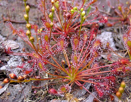 Spoonleaf sundew: Description: Drosera intermedia Photo taken by: Noah Elhardt