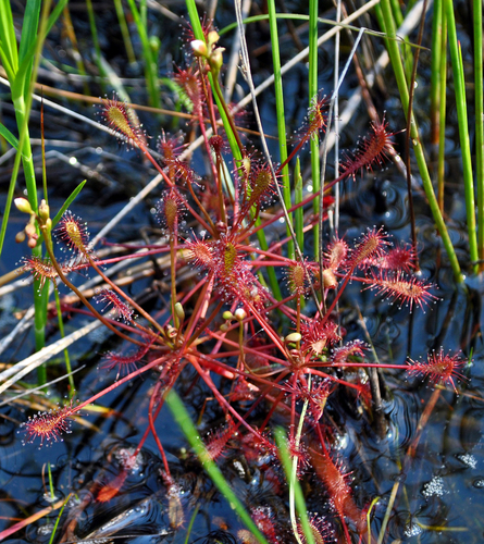 Spoonleaf sundew (Drosera intermedia)