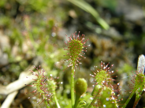 Spoonleaf sundew (Drosera intermedia)